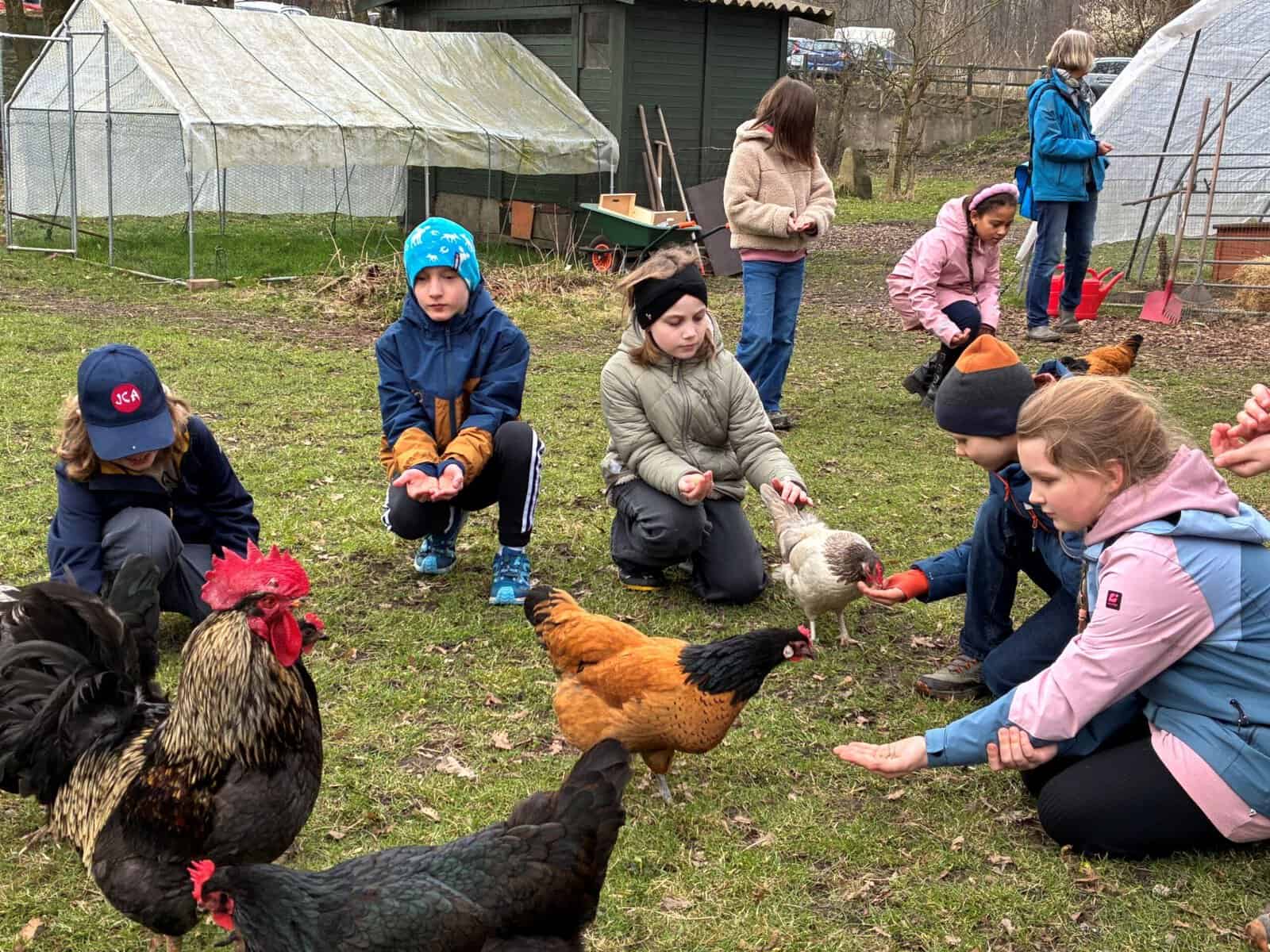 Eine Gruppe Kinder füttert Hühner.